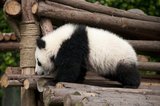 The giant panda, or panda (Ailuropoda melanoleuca, literally meaning "black and white cat-foot") is a bear native to central-western and south western China. It is easily recognized by its large, distinctive black patches around the eyes, over the ears, and across its round body. Though it belongs to the order Carnivora, the panda's diet is 99% bamboo.