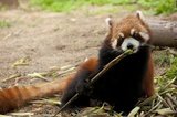 The red panda (Ailurus fulgens, or shining cat), is a small arboreal mammal native to the eastern Himalayas and southwestern China. It is the only species of the genus Ailurus. Slightly larger than a domestic cat, it has reddish-brown fur, a long, shaggy tail, and a waddling gait due to its shorter front legs. It feeds mainly on bamboo, but is omnivorous and may also eat eggs, birds, insects, and small mammals. It is a solitary animal, mainly active from dusk to dawn, and is largely sedentary during the day. It is only distantly related to the giant panda.