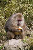 The Tibetan Macaque (Macaca thibetana), also known as the Chinese Stump-tailed Macaque or Milne-Edwards' Macaque, is found from eastern Tibet east to Guangdong and north to Shaanxi in China. This species lives in subtropical forests (mixed deciduous to evergreen) at altitudes that range from 800 to 2500 meters. The Tibetan Macaque has a long dense brown fur with whiskers but a hairless face. The infants have silver and black fur that changes to its adult color at the age of two. Its diet consists mostly of fruit, but it will also consume seeds, leaves, berries and flowers as well as invertebrates. It is a gregarious animal and lives in multi-male and multi-female groups. The life span of the Tibetan Macaque is over 20 years.