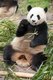 The giant panda, or panda (Ailuropoda melanoleuca, literally meaning "black and white cat-foot") is a bear native to central-western and south western China. It is easily recognized by its large, distinctive black patches around the eyes, over the ears, and across its round body. Though it belongs to the order Carnivora, the panda's diet is 99% bamboo.