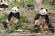 China: Giant Pandas, Giant Panda Breeding Research Base, Chengdu, Sichuan Province