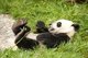 China: Giant Panda, Giant Panda Breeding Research Base, Chengdu, Sichuan Province