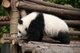 China: Giant Panda, Giant Panda Breeding Research Base, Chengdu, Sichuan Province
