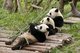 China: Giant Pandas, Giant Panda Breeding Research Base, Chengdu, Sichuan Province