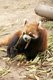 China: Red Panda or Lesser Panda, Giant Panda Breeding Research Base, Chengdu, Sichuan Province