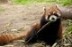 China: Red Panda or Lesser Panda, Giant Panda Breeding Research Base, Chengdu, Sichuan Province