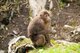 China: One of Mount Emei's aggressive Tibetan Macaques, Emeishan, Sichuan Province