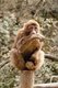 China: One of Mount Emei's aggressive Tibetan Macaques, Emeishan, Sichuan Province