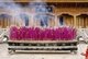 China: Incense burns in front of the Huazang Temple at the Golden Summit (Jin Ding), Emeishan (Mount Emei), Sichuan Province